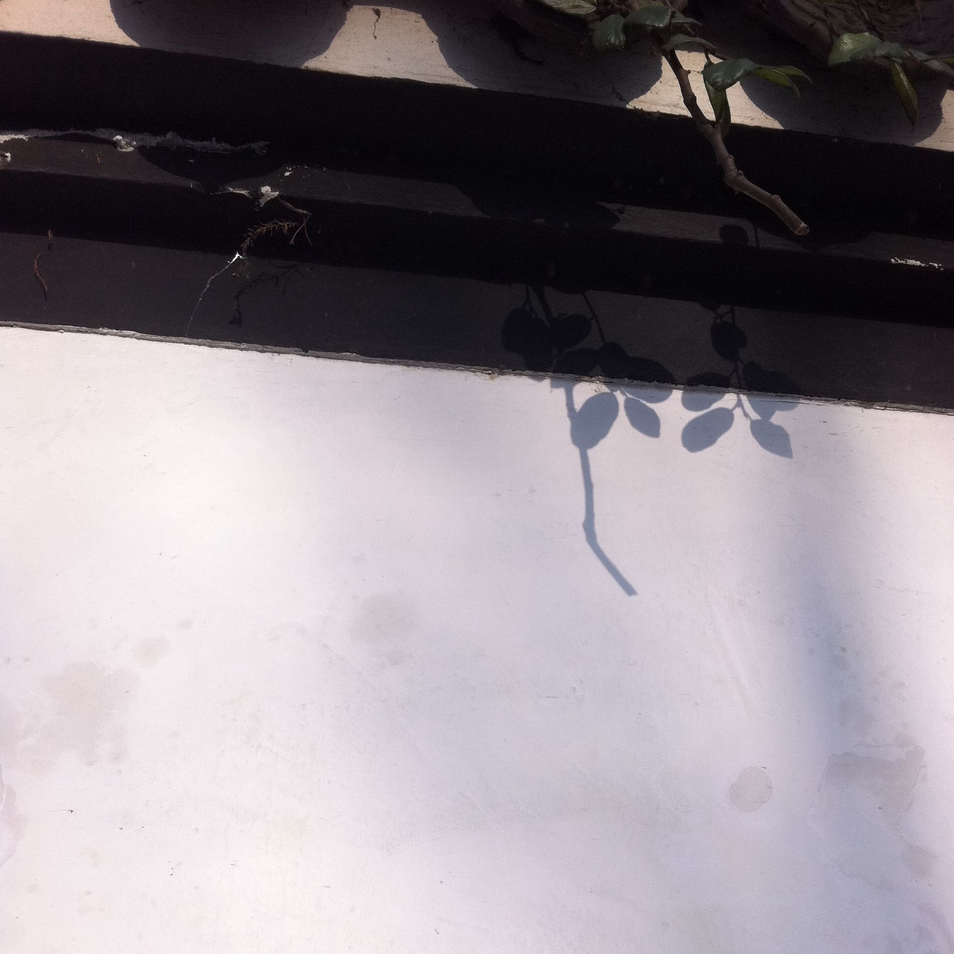 Episode Key Visual shadows on the wall light upon leaves, photo series in Shaoxing